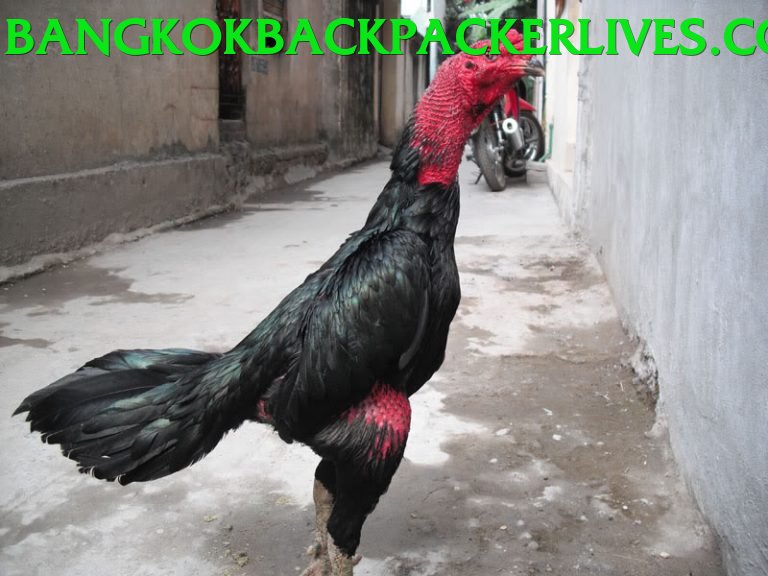 Đá Gà Trực Tiếp - winvnd