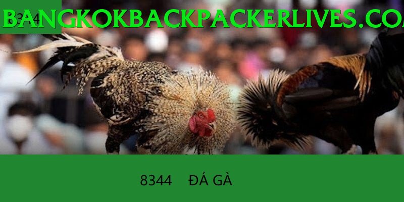 Đá Gà Trực Tiếp - Trải nghiệm tuyệt vời